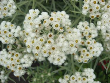 Anaphalis margaritacea fleur blanche