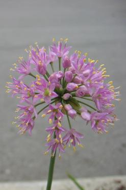 fleur mauve Allium stellatum