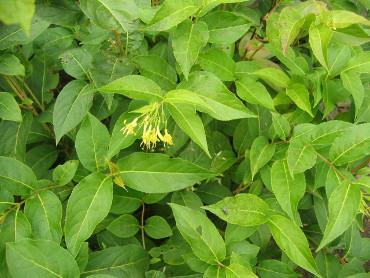 Diervilla lonicera fleur