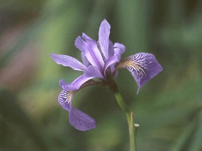 fleur Iris versicolor