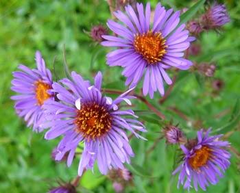 fleur Symphyotrichum novae-angliae