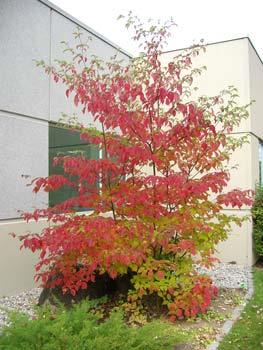 Cornus alternifolia feuille