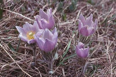 fleur Anemone patens
