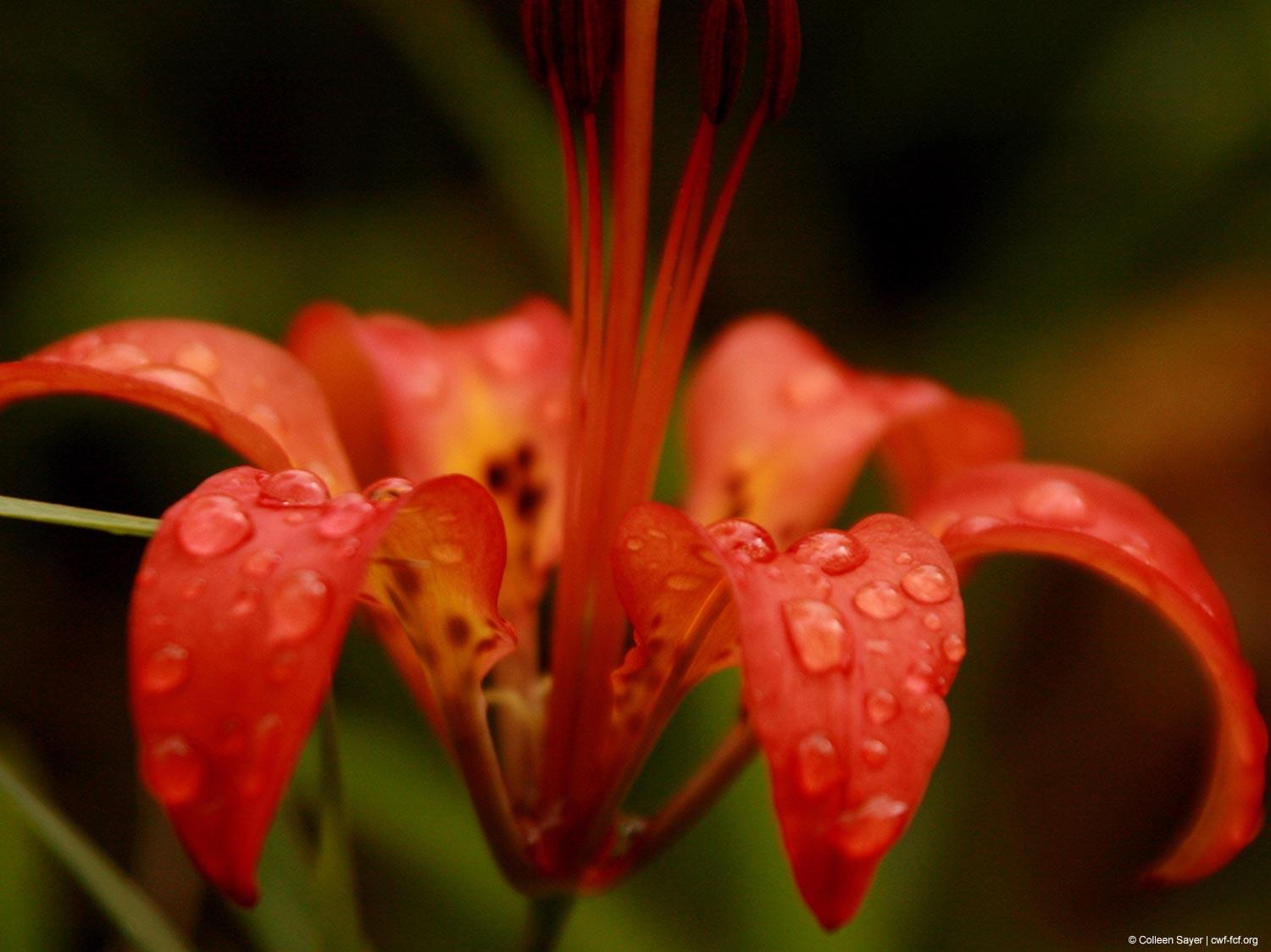 fleur Lis de Philadelphie