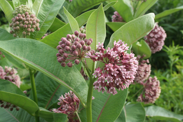 Common milkweed