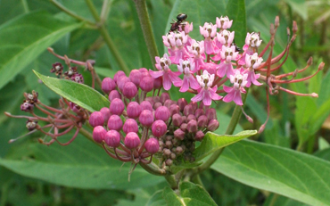 Swamp milkweed