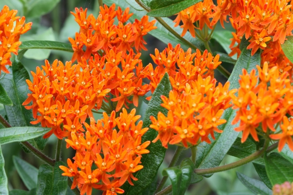 Butterfly milkweed