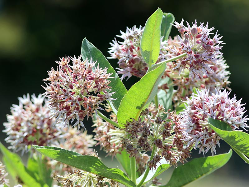 Showy milkweed