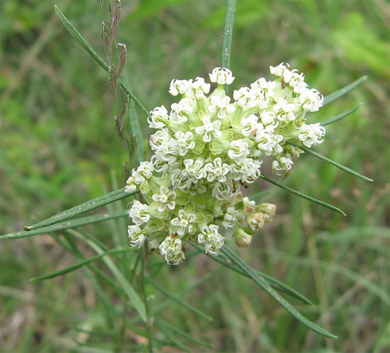 Whorled milkweed