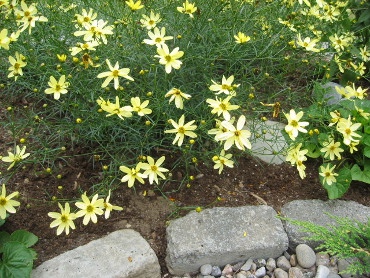 yellow flowers in garden